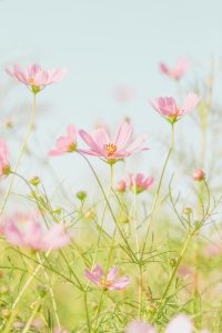 Affordable Caskets We Finance With Bad Credit Kansas City Missouri