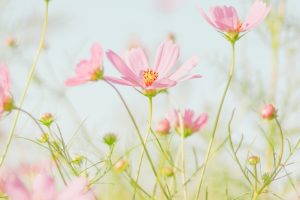 Affordable Caskets We Finance With Bad Credit Kansas City Missouri