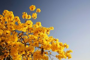 Affordable Caskets - We Finance With Bad Credit Orlando, Florida