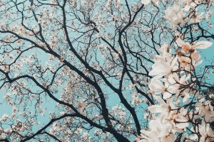 Affordable Elegance Caskets Bad Credit OK We Finance Laguna Beach CA