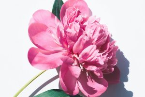 Budget Sensitive Caskets Financing Options for Every Credit Score Ladera Ranch CA