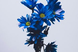 Fair-Priced Caskets We Finance Regardless of Credit History Costa Mesa CA