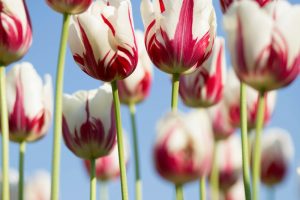 Priced-Right Caskets Credit Challenges Accepted for Financing Buena Park CA