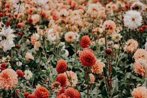 Caskets With Flexible Financing Bad Credit OK Laguna Hills CA