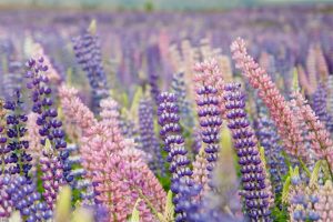 Cost Effective Caskets Bad Credit We Offer Financing Cypress CA