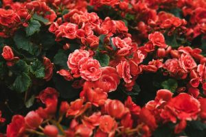 Economically Priced Caskets Bad Credit Financing Options Anaheim CA