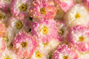 Affordable Caskets We Finance With Bad Credit San Francisco California