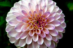 Affordable Caskets We Finance With Bad Credit Cincinnati Ohio